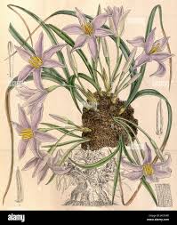 Image result for Xerophyta