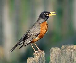 Birds Of Nj Figure Out What S In Your Backyard Nj Family Birds What Is A Bird Common Birds