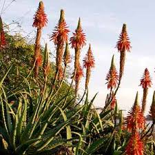 Image result for Aloe arborescens