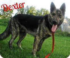 The coat of the wolf hybrid can be found in a variety of colors, ranging from grizzled. Pin On Dog Love