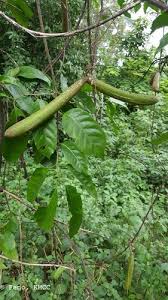 Image result for Oncinotis