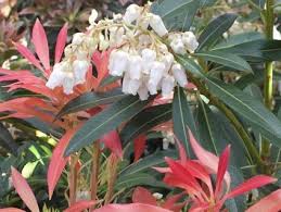 Image result for Pieris japonský debutante obrázek