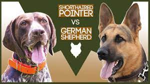 They also need physical activities to maintain their health physically as well as mentally. German Shorthaired Pointer Vs German Shepherd Youtube
