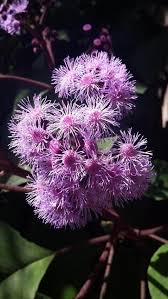 Image result for Bartlettina