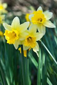 Narcissus Wisley Alan Buckingham Spring Perennials Narcissus Daffodils