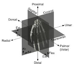 Image result for Normal Anatomic Position of the Hand and Wrist