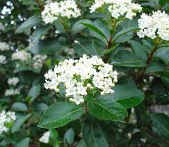 Strauch mit weißen blüten von s bis z. Weiss Bluhende Straucher Im Fruhling Alleskonner Fur Jeden Garten