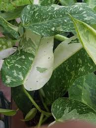 Philodendron Illismanii Imbe Ilsemanii Variegatum Large Rare Variegated Plant Plants Philodendron Indoor Plants