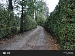 If your arborvitae are damaged, can you repair them? Arborvitae Bushes Image Photo Free Trial Bigstock