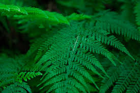 Image result for Microlepia speluncae