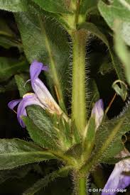 Image result for Hygrophila schulli