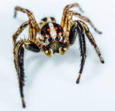 We did not find results for: House Spiders In Nyc Kill Or Leave Them Be 24 7 Nyc Exterminator