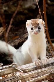 Short Tailed Weasel Mustela Erminea Pet Birds Meerkat Animals Friends