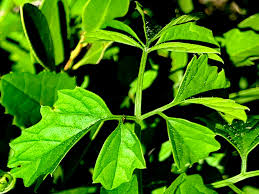 Image result for Momordica cardiospermoides