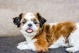 Brown And White Shih Tzu Puppy Photo Free Brown Image On Unsplash