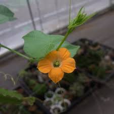 Image result for Momordica boivinii