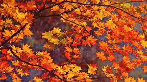 22 Reasons To Love Fall Autumn Leaves Wallpaper Fall Wallpaper Free Fall Wallpaper