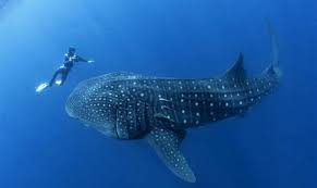 Leur corps est assez souple, et ils sont en les espèces de poissons de la carpe sont présents partout où l'eau douce se trouve. Un Poisson Prehistorique Plus Gros Qu Un Requin Baleine Et Exceptionnellement Rapide