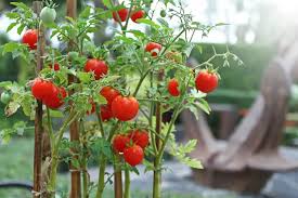 For best fruiting, pick a location where the plant will get at least eight hours of direct sun each day. Growing Cherry Tomatoes Varieties Of Cherry Tomato