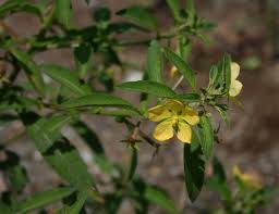 Image result for Ludwigia leptocarpa