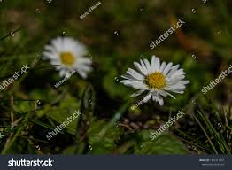 Young Color Daisy Bloom Sunny Hot Stock Photo 1396117907 | Shutterstock