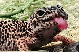 There are no comments for monitor lizard with tongue out crawls forward. Why Do Lizards Flick Their Tongues Explained
