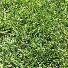 Fescue grass is a species consisting of multiple seed varieties, including tall fescue, creeping red fescue, hard fescue, chewings fescue, and sheep fescue. Low Work Water Dwarf Fescue Grass Seed Low Water Lawns High Country Gardens