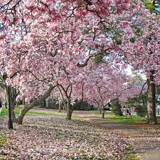 Pink or white flowers bloom in early spring before the leaves emerge. Flowering Trees Large Plant Nursery In Tampa Fl We Deliver