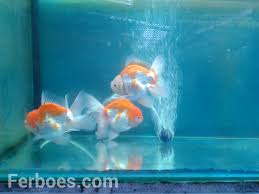 Maybe you would like to learn more about one of these? Mutasi Warna Pada Ikan Koki Ferboes Com