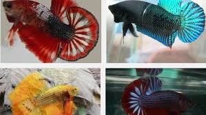 Lalu bagaimana cara membedakan ikan cupang jantan dan betina? Cara Membuat Warna Ikan Cupang Bagus Dan Cantik