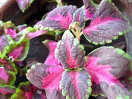 Check spelling or type a new query. How To Grow Coleus Gardening Channel