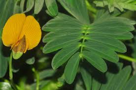 Image result for Aeschynomene fluitans