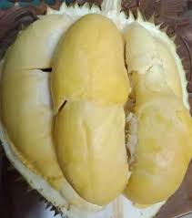 Bibit durian monthong okulasi durian montong bibit duren. Jual Bibit Durian Kani Chanee Super Termurah Kartani Co Id
