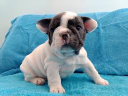 But it's not just the cuteness of this. French Bulldog Puppies For Sale Chicago Il 266075