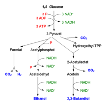 Lactate fermintation and alcoholic fermintation. Butanediol Fermentation Wikipedia