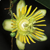 Driver, pilote et logiciel gratuit. A Revision Of Passiflora L Subgenus Decaloba Dc Rchb Supersection Cieca Medik J M Macdougal Feuillet Passifloraceae