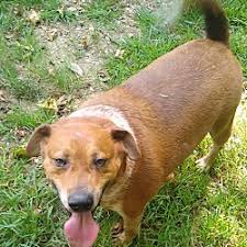 Whether you are looking for an active jogging partner or a mellow couch potato, we can help you find your new best friend. Puppies For Sale In Dover New Hampshire Adoptapet Com