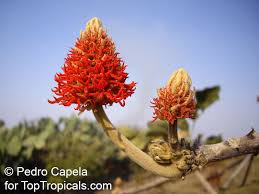 Image result for Erythrina abyssinica