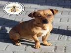 We offer an amazing collection of dachshund puppies for adoption. Dachshunds For Sale In Wilmington Nc Dogs On Oodle Classifieds