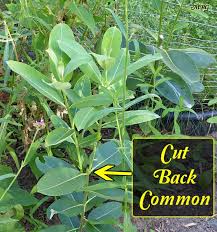 Asclepias Syriaca Common Milkweed For Monarch Caterpillars Monarch Butterfly Habitat Milkweed Plant Milkweed