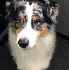 All About The Purebred Miniature Australian Shepherd And Toy Australian Shepherd Aussie University