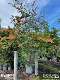Image result for Bauhinia galpinii