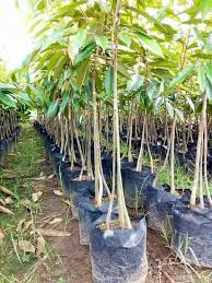 .cara menanam durian ini dapat dilakukan secara beragam, namun menanam durian dari biji banyak dipilih karena caranya yang mudah dan dapat dilakukan siapa saja baik yang sudah memiliki pohon durian sebelumnya ataupun belum. Inilah 8 Panduan Yang Baik Dan Benar Dalam Membudidayakan Tanaman Buah Durian Montong Agar Tumbuh Dengan Baik Dan Cepat Berbuah Jualbenihmurah Com
