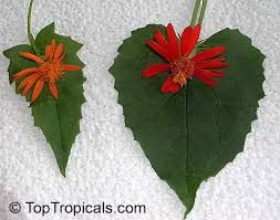 Image result for Pseudogynoxys