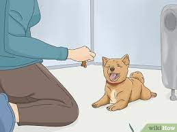 How To Get A Puppy To Stop Growling When You Pick Them Up