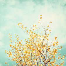 Vanity wall art, canvas prints, framed prints, wall peels. Spring Is Coming Woodland Wall Art Photography Wall Art Yellow Wall Art
