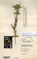 Image result for Dicoma anomala