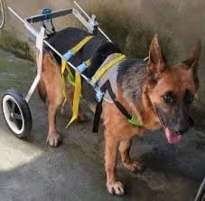 the 25 best dog wheelchairs of 2020