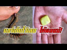 ส ตรเด ด 5 ว ธ ไล ตะขาบออกจากบ าน ร แล วร บทำตามด วน youtube การทำสวนผ ก