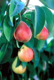 Image result for Pycreus permutatus